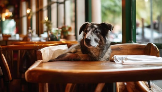 a pets are relaxed at the restaurant