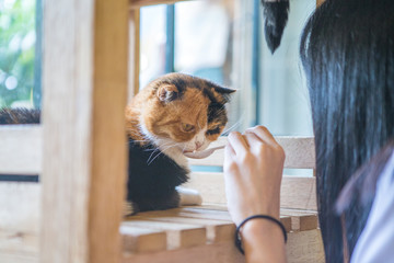 nekocafe