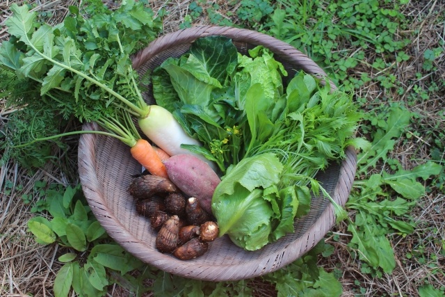 ビーガン食の未来！進化する植物性食トレンドキーワードで未来を覗こう！レストラン業界を変える最新トレンドとは？